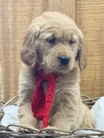 Bella, a female Golden Retriever for sale in Portland, IN – Photo 1 of 4