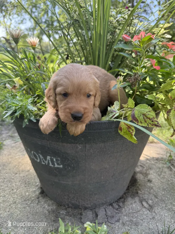 Macy – Golden Retriever puppy for sale in Portland, IN