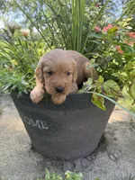 Macy, a female Golden Retriever for sale in Portland, IN – 1 of 3