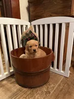Sophie, a female Golden Retriever for sale in Portland, IN – Photo 3 of 4