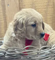 Sophie, a female Golden Retriever for sale in Portland, IN – Photo 2 of 4