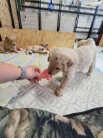 Tutt, a male Goldendoodle for sale in Zimmerman, MN – 2 of 3