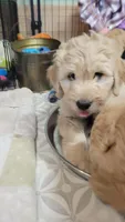Big White Girl, a male Goldendoodle for sale in Zimmerman, MN – 2 of 4