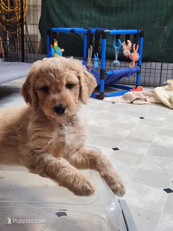 Tutt – Goldendoodle puppy for sale in Zimmerman, MN