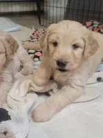 Big White Girl, a male Goldendoodle for sale in Zimmerman, MN – 4 of 4