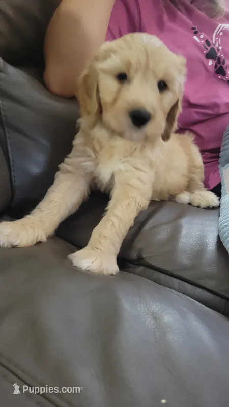 Purple Sas – Goldendoodle puppy for sale in Zimmerman, MN