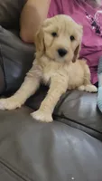 Purple Sas, a female Goldendoodle for sale in Zimmerman, MN – 1 of 4