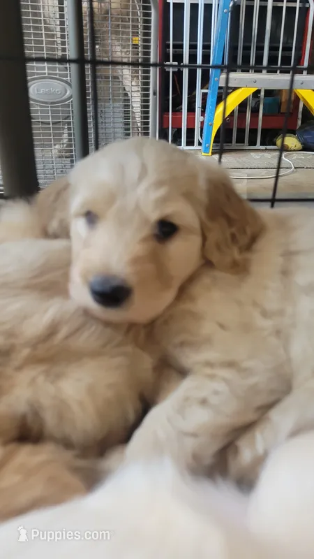 Cream Girl – Goldendoodle puppy for sale in Zimmerman, MN