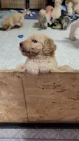Tutt, a male Goldendoodle for sale in Zimmerman, MN – 3 of 3