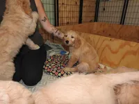 Forgotten Girl Pink Silver Stripe Girl, a female Goldendoodle for sale in Zimmerman, MN – 2 of 5