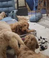 Big Red Girl, a female Goldendoodle for sale in Zimmerman, MN – 2 of 6