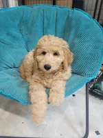 Big Red Girl, a female Goldendoodle for sale in Zimmerman, MN – 6 of 6