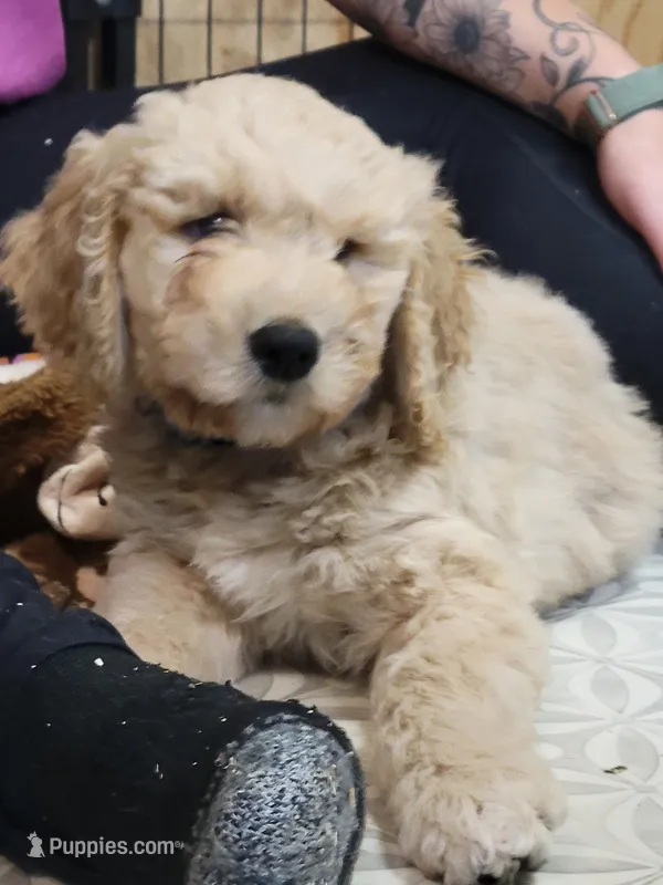 Blue Curly Boy – Goldendoodle puppy for sale in Zimmerman, MN