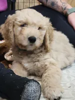 Blue Curly Boy, a male Goldendoodle for sale in Zimmerman, MN – 1 of 3