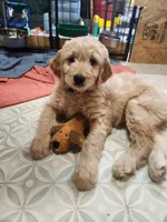 Forgotten Girl Pink Silver Stripe Girl, a female Goldendoodle for sale in Zimmerman, MN – 1 of 5