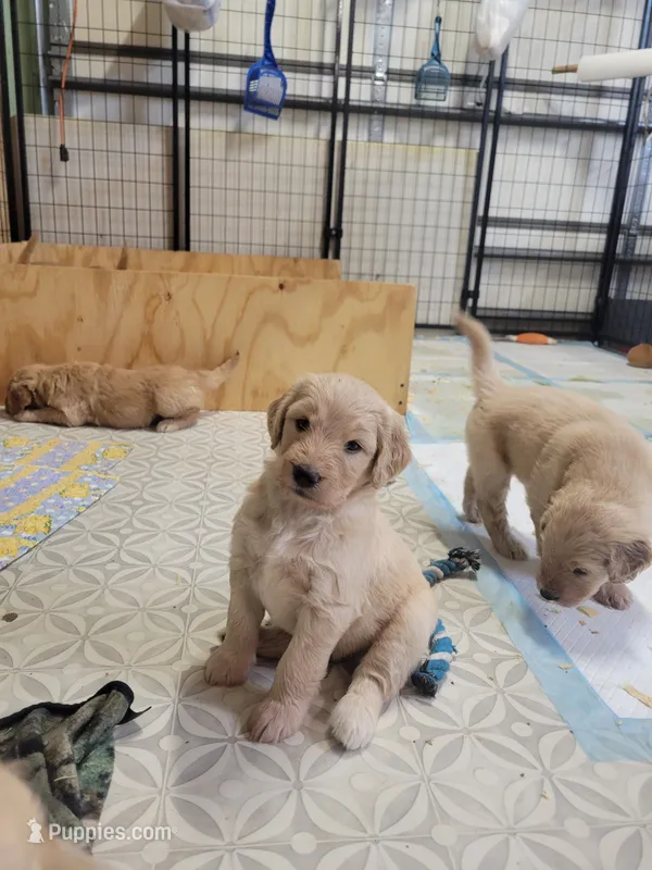 Tutt – Goldendoodle puppy for sale in Zimmerman, MN