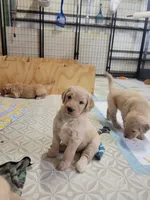 Tutt, a male Goldendoodle for sale in Zimmerman, MN – 1 of 3