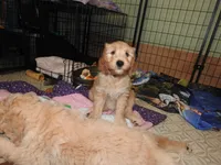 Purple Sas, a female Goldendoodle for sale in Zimmerman, MN – 4 of 9