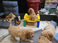 Purple Sas, a female Goldendoodle for sale in Zimmerman, MN – 5 of 9