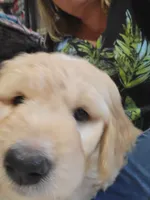 Cream Girl, a female Goldendoodle for sale in Zimmerman, MN – 2 of 3