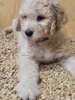Blue Curly Boy, a male Goldendoodle for sale in Zimmerman, MN – 2 of 3