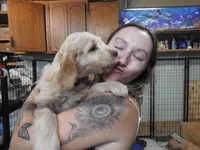 Forgotten Girl Pink Silver Stripe Girl, a female Goldendoodle for sale in Zimmerman, MN – 4 of 5