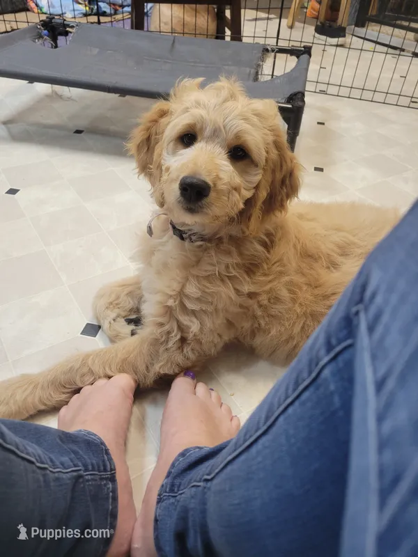 Pink Silver Stripe  – Goldendoodle puppy for sale in Zimmerman, MN