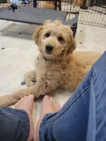 Pink Silver Stripe , a female Goldendoodle for sale in Zimmerman, MN – 1 of 8