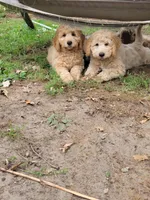 Big Red Girl, a female Goldendoodle for sale in Zimmerman, MN – 5 of 6
