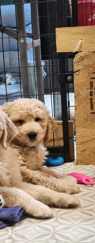 Blue Curly Boy – Goldendoodle puppy for sale in Zimmerman, MN