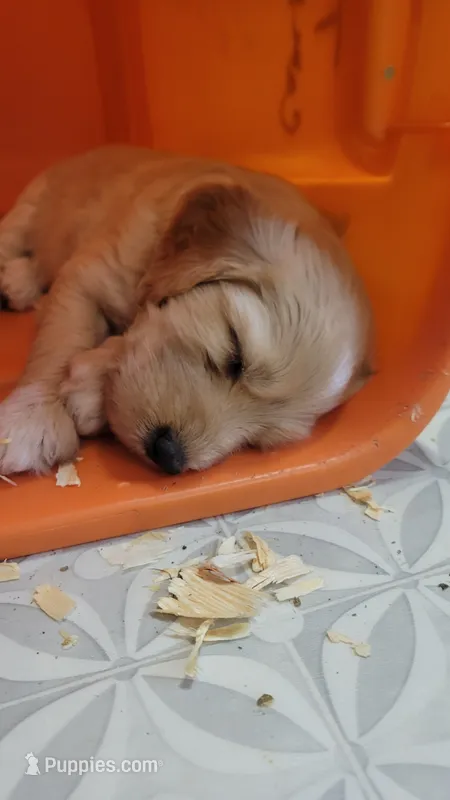 White Dot – Goldendoodle puppy for sale in Zimmerman, MN