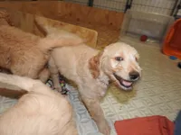 Forgotten Girl Pink Silver Stripe Girl, a female Goldendoodle for sale in Zimmerman, MN – 5 of 5