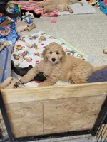 Big Red Girl, a female Goldendoodle for sale in Zimmerman, MN – 3 of 6