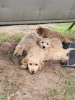 Pink Silver Stripe , a female Goldendoodle for sale in Zimmerman, MN – 4 of 8