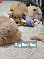 Big Red, a male Goldendoodle for sale in Zimmerman, MN – 1 of 1