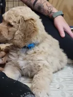 Blue Curly Boy, a male Goldendoodle for sale in Zimmerman, MN – 3 of 3