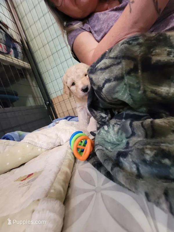 White Stripe – Goldendoodle puppy for sale in Zimmerman, MN