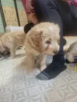 Purple Sas, a female Goldendoodle for sale in Zimmerman, MN – 4 of 4
