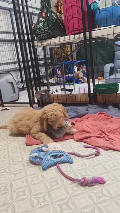 Big Red Girl, a female Goldendoodle for sale in Zimmerman, MN – 4 of 6