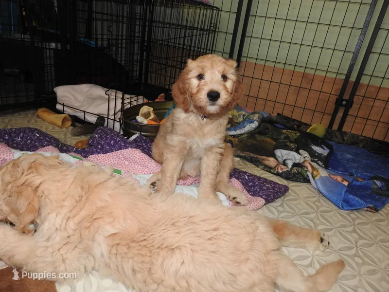 Purple Sas – Goldendoodle puppy for sale in Zimmerman, MN