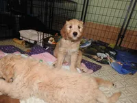 Purple Sas, a female Goldendoodle for sale in Zimmerman, MN – 1 of 9