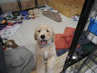 Blue Curly Boy, a male Goldendoodle for sale in Zimmerman, MN – 2 of 6