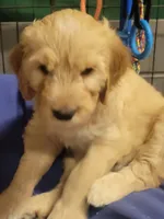 Purple Sas, a female Goldendoodle for sale in Zimmerman, MN – 3 of 4