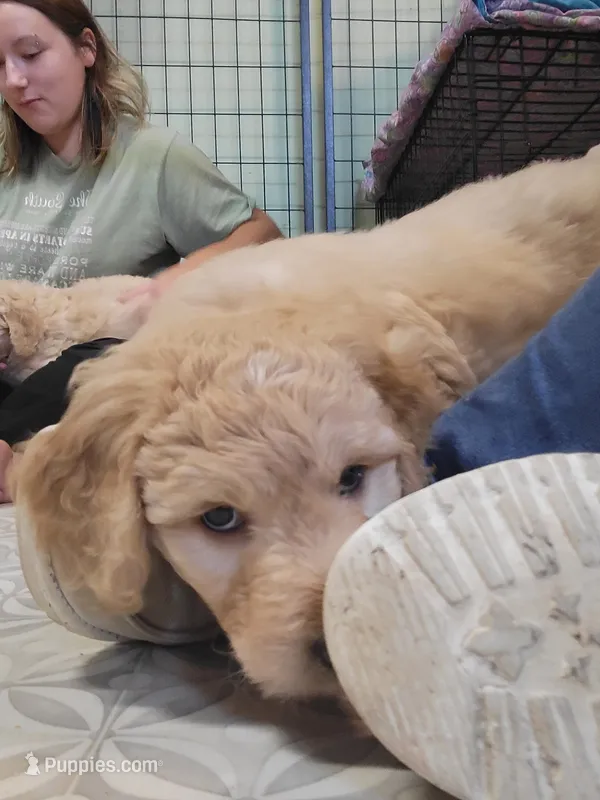 White Stripe – Goldendoodle puppy for sale in Zimmerman, MN