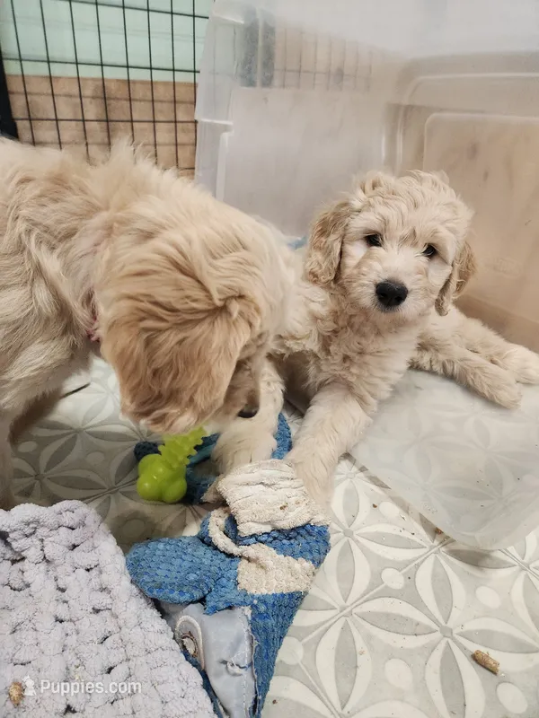 Big White Girl – Goldendoodle puppy for sale in Zimmerman, MN