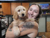 Forgotten Girl Pink Silver Stripe Girl, a female Goldendoodle for sale in Zimmerman, MN – 3 of 5