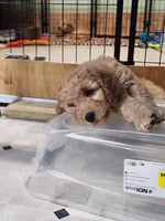 Big Red Girl, a male Goldendoodle for sale in Zimmerman, MN – 1 of 1