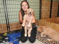 Purple Sas, a female Goldendoodle for sale in Zimmerman, MN – 2 of 9