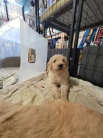 White Stripe, a male Goldendoodle for sale in Zimmerman, MN – 2 of 2