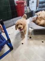 Blue Curly Boy, a male Goldendoodle for sale in Zimmerman, MN – 3 of 6